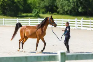 Arabian horse with trainer - featured image